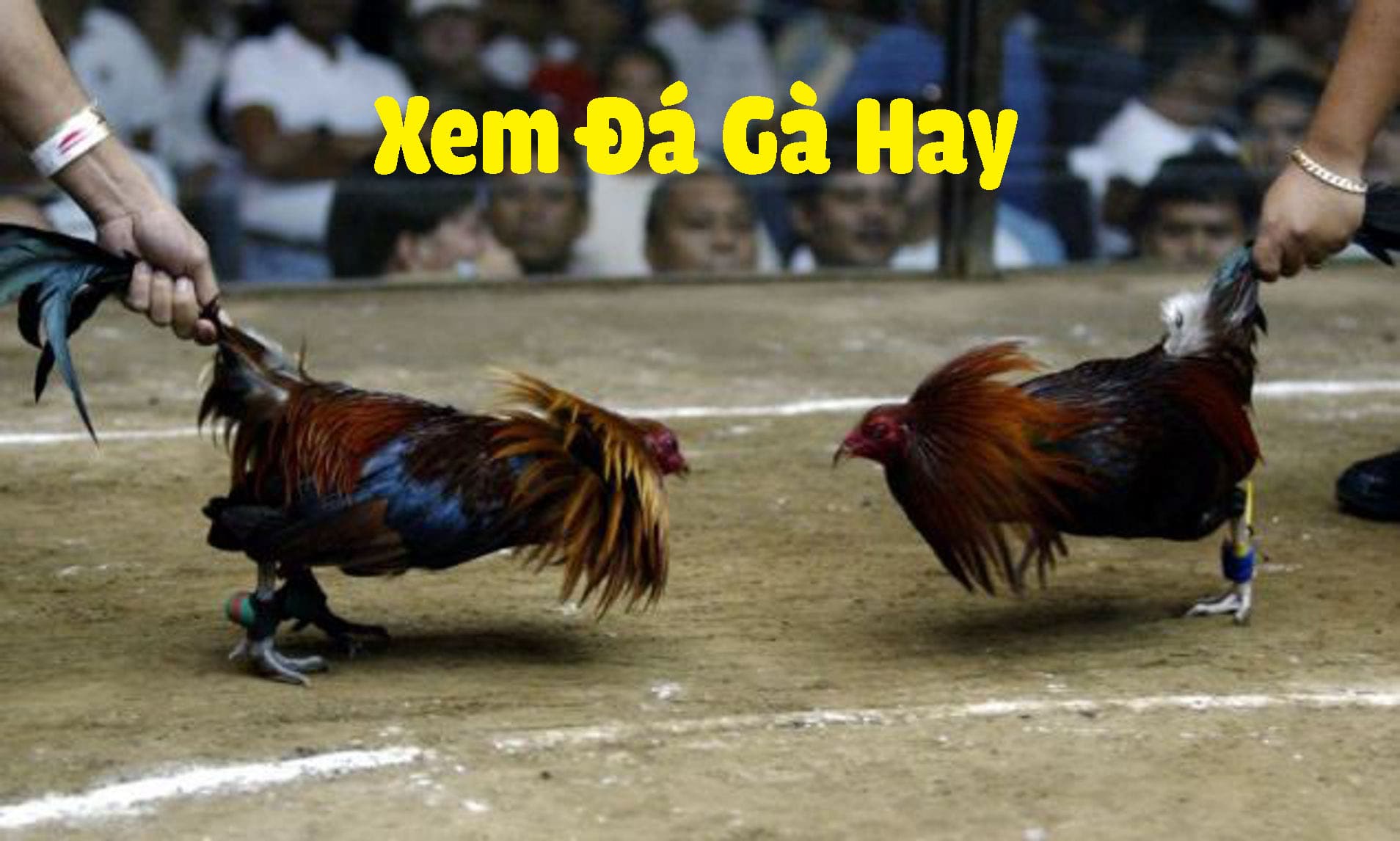 đá gà trực tiếp hôm nay