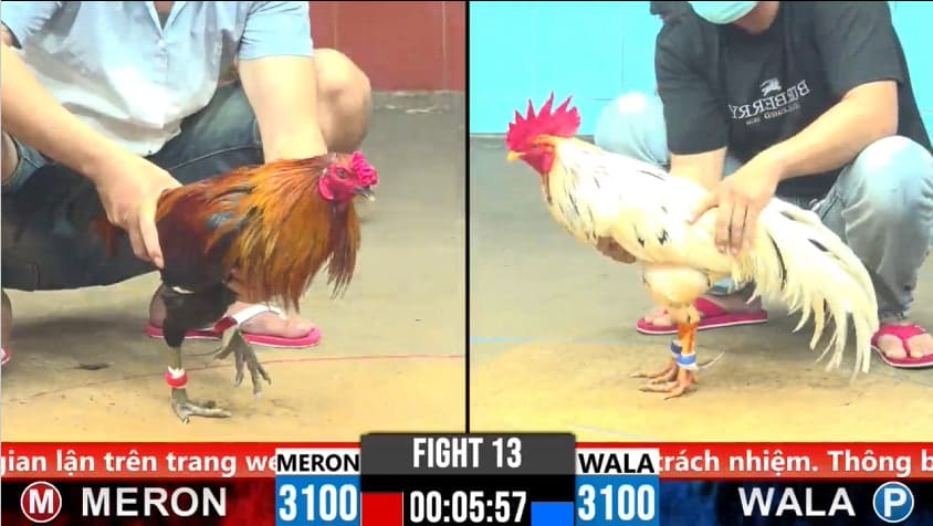 đá gà trực tiếp